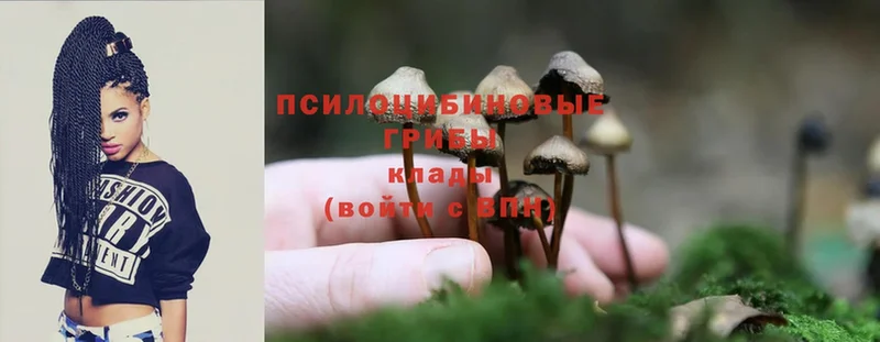 Галлюциногенные грибы Psilocybine cubensis  купить наркотики сайты  гидра   Кукмор 